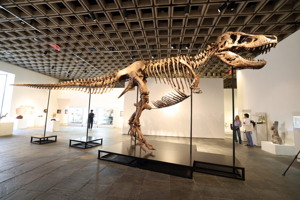 Tyrannosaurus Rex Sells for $50M in 2026