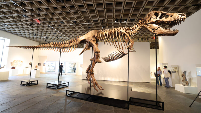 Tyrannosaurus Rex Sells for $50M in 2026