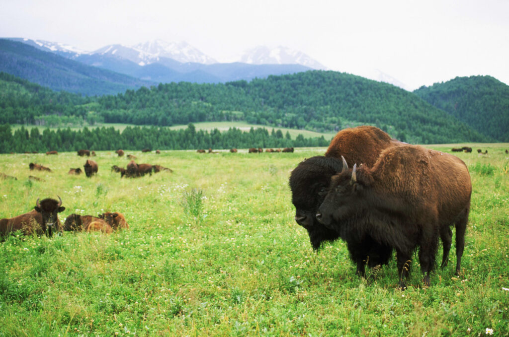 Wealthy Landowners: IRS Scrutiny on Conservation Easements 2026