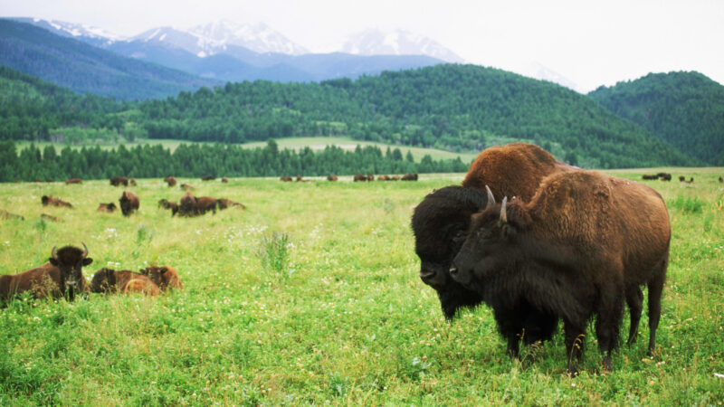 Wealthy Landowners: IRS Scrutiny on Conservation Easements 2026