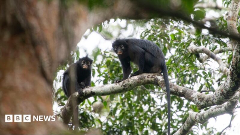 DRC Forest Yields New Monkey Species with Orange Lips in 2026