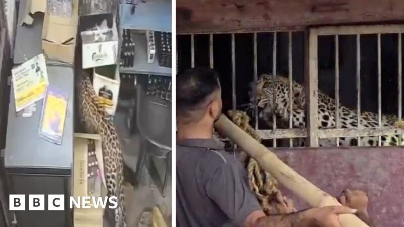 Liquor Store Employee Survives Leopard Attack in Wild 5-Hour Ordeal