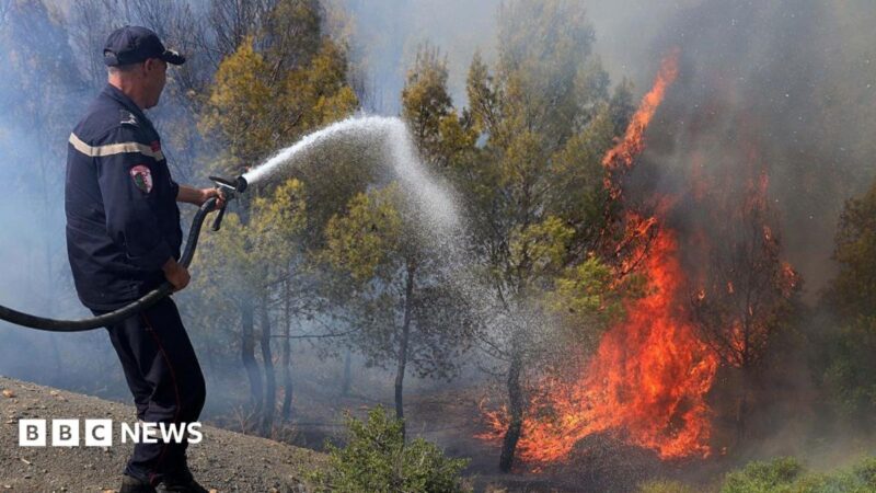 12 dead as wildfires ravage northern Algeria in 2026 heatwave, sparking regional climate alarm
