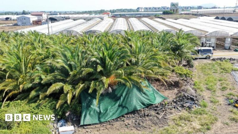Jeju Island bodies found, police sergeant arrested for missing persons cover‑up, 2026