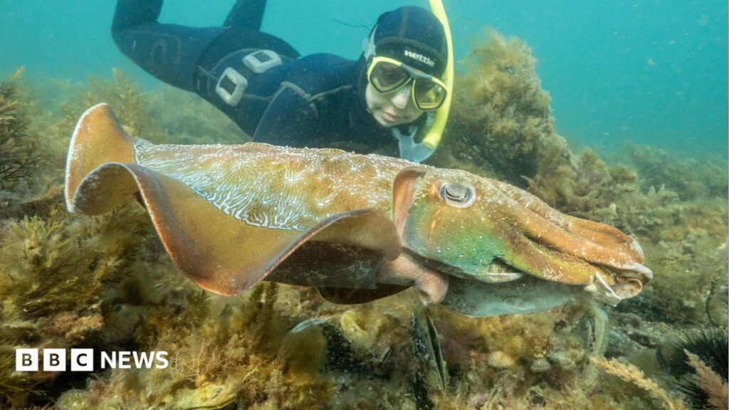 Australia’s iconic cuttlefish breeding event shrinks to 1,811 in 2026 – a 97% plunge and its global ripple effects