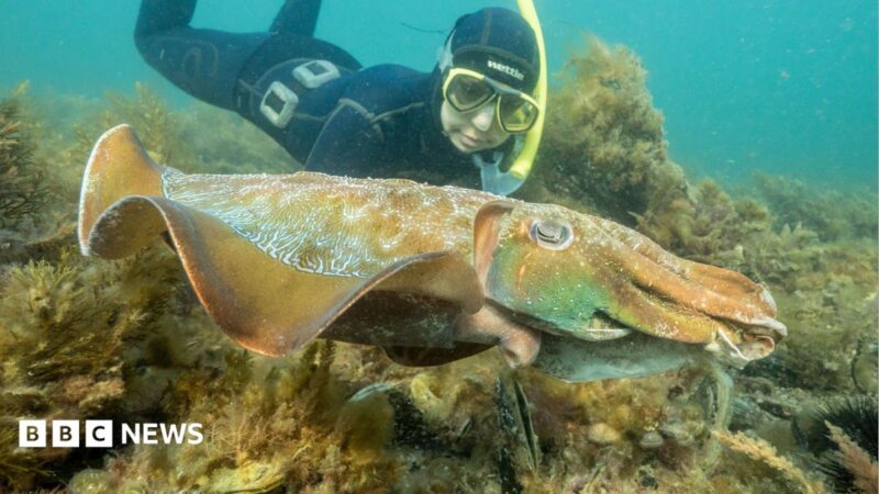 Australia’s iconic cuttlefish breeding event shrinks to 1,811 in 2026 – a 97% plunge and its global ripple effects