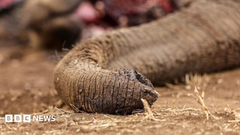 Four arrested for elephant poisoning in Kenya’s Laikipia, linked to tomato pesticide spray