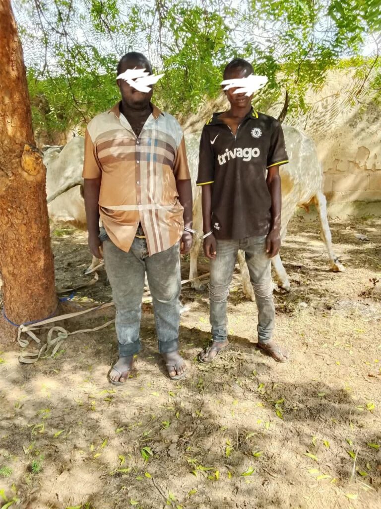 Bauchi police arrest two men over stolen cattle and bribery attempt in Alkaleri, 2026