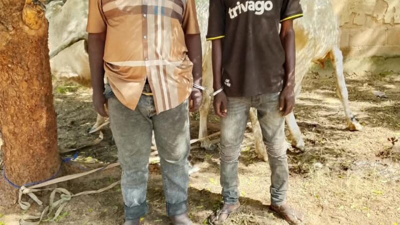 Bauchi police arrest two men over stolen cattle and bribery attempt in Alkaleri, 2026