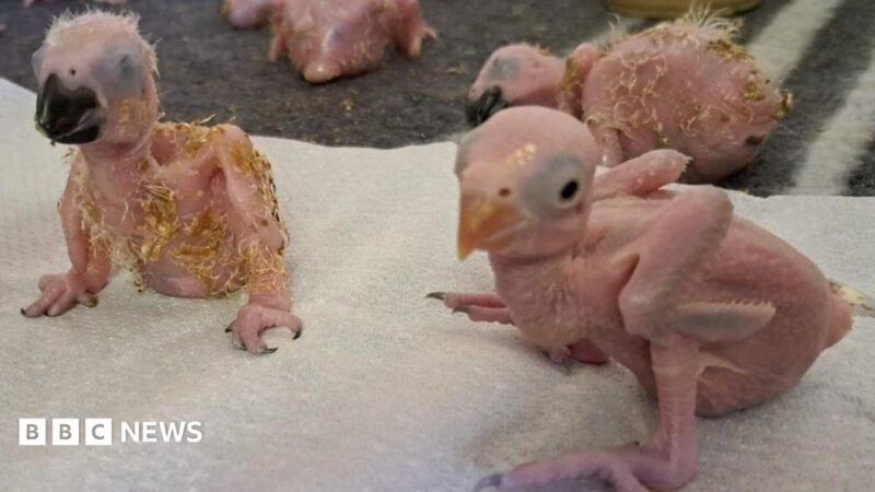 Parrot eggs hatch after Thai smuggler arrested at Johannesburg airport, 2026