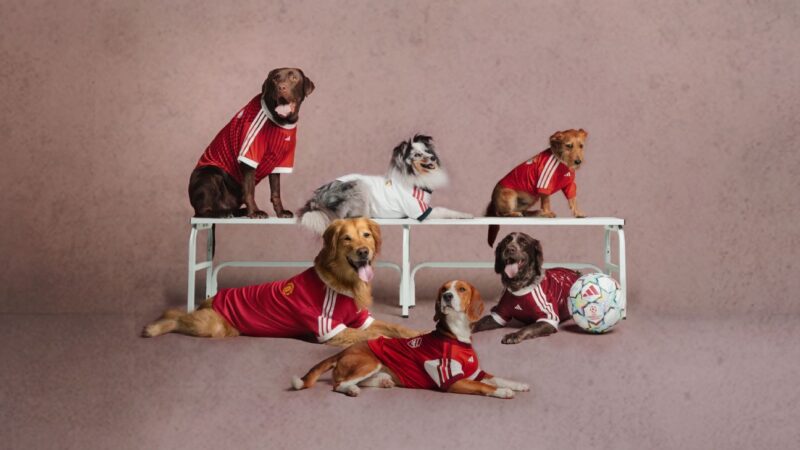 Adidas launches 2026 Clubs Pet Collection dog kits – prices, designs, market impact