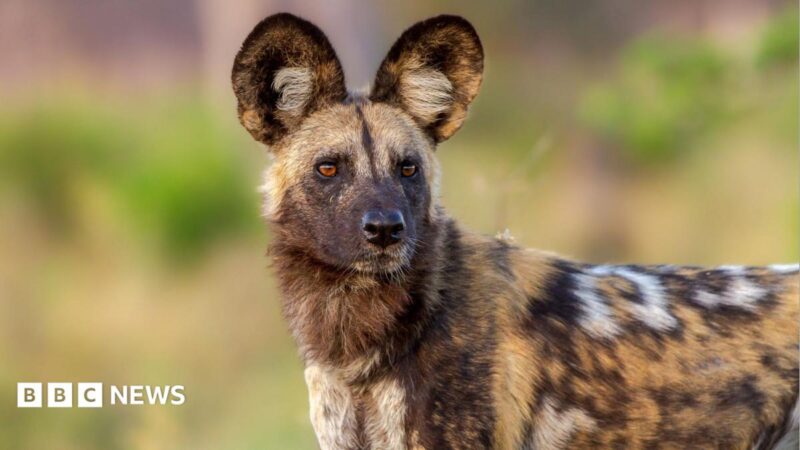 Zambia’s wild dogs complete 2,500‑mile trek in 2026 – what it means for conservation, tourism and local communities