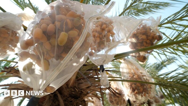 UK Sanctions on Israeli Settlement Goods Threaten West Bank Date Farmers – Implications 2026