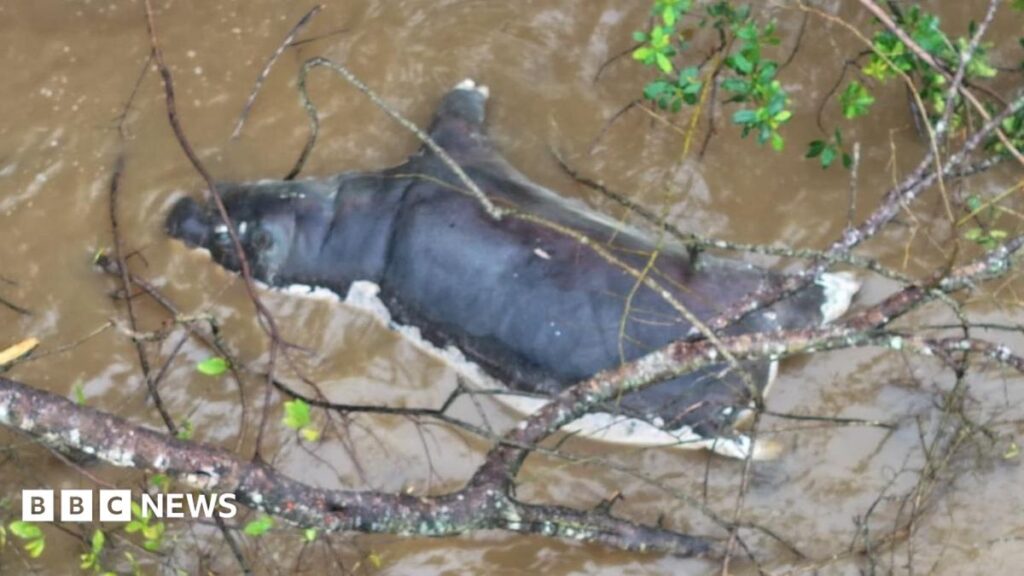 Anthrax kills dozens of wildlife in Zambia 2026, 12 people treated after eating infected meat