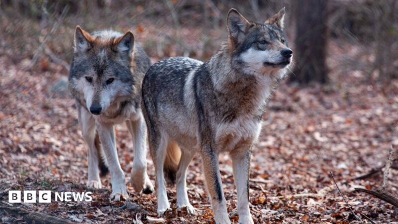 Trump signs order stripping gray wolf endangered status, aiding ranchers 2026
