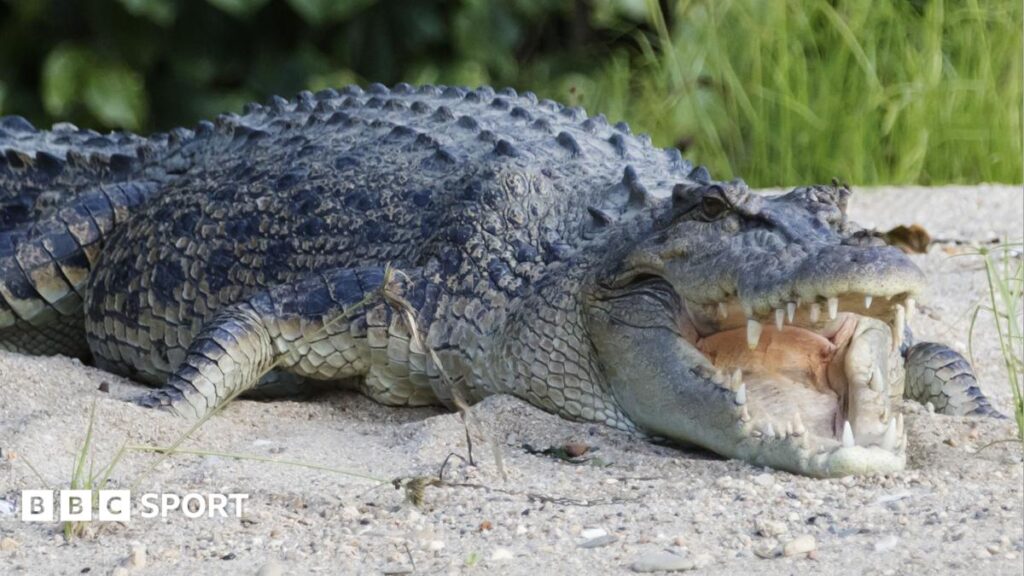 Brisbane 2032 Olympic rowing set on river home to 500 crocodiles – implications and legacy
