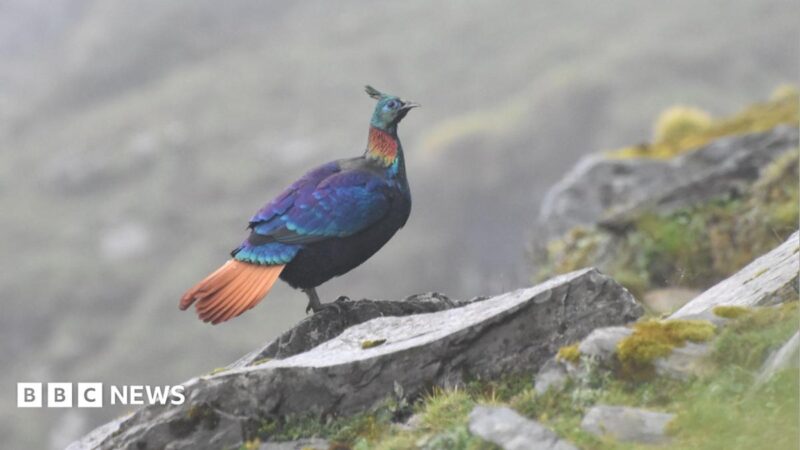 Himalayan monal changes its song amid rising human activity, 2026 Nepal study shows