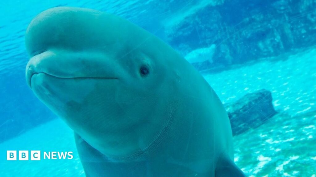 Canada’s 30 Rescued Belugas in Crisis: 5 Deaths, Future Uncertain, and Global Conservation Implications 2026