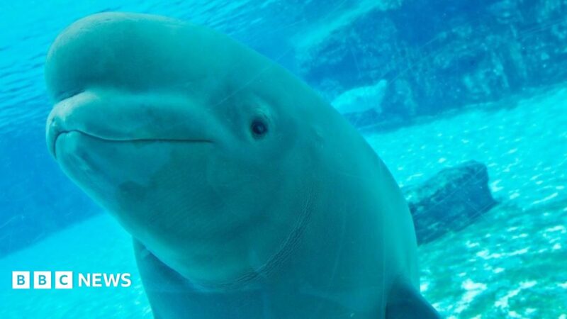 Canada’s 30 Rescued Belugas in Crisis: 5 Deaths, Future Uncertain, and Global Conservation Implications 2026