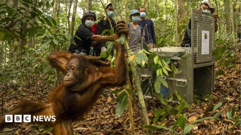2026 Borneo Fires: 30 Orangutans Released Back Into Forest – Implications for Conservation