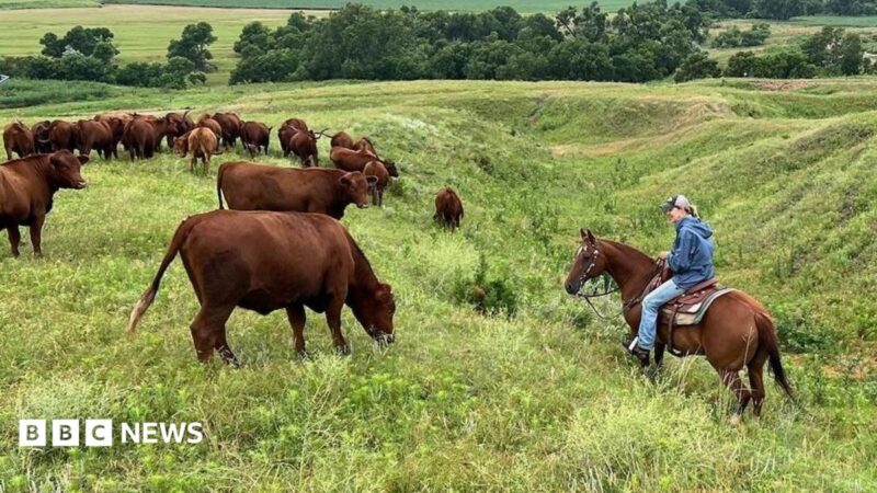 American Ranchers Face Soaring Costs in 2026 Midterms, Yet Remain Loyal to Trump