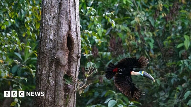 Brazil’s Amazon deforestation drops 45% in 2026 as election looms, climate stakes rise