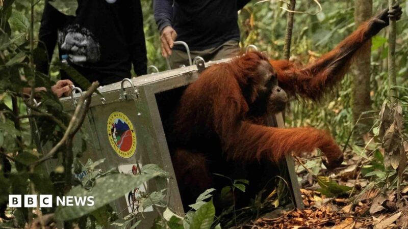 Endangered orangutans released in Borneo after 2024 fires – 12 rescued apes back in the wild